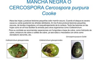 MANCHA NEGRA O
    CERCOSPORA Cercospora purpura
             Cooke
   Ataca las hojas y produce lesiones pequeñas color marrón oscuro. Cuando el ataque es severo
   causa su caída quedando los árboles defoliados. En los frutos produce lesiones pequeñas,
   oscuras, de bordes irregulares y el resquebrajamiento de la corteza. Tanto las lesiones en las
   hojas como en el fruto facilitan la entrada para otros organismos como Colletotrichum.
   Para su combate se recomiendan aspersiones con fungicidas a base de cobre, como hidróxido de
   cobre, oxicloruro de cobre o sulfato de cobre, ya sea solos o mezclados con otros como
   clorotalonil, benomilo, etc.
                                                                       Cercospora purpura Cooke
Colletotrichum gloesporioides        Colletotrichum gloesporioides
 