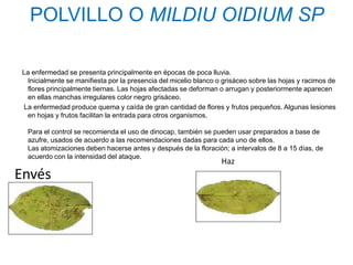 POLVILLO O MILDIU OIDIUM SP

 La enfermedad se presenta principalmente en épocas de poca lluvia.
  Inicialmente se manifiesta por la presencia del micelio blanco o grisáceo sobre las hojas y racimos de
  flores principalmente tiernas. Las hojas afectadas se deforman o arrugan y posteriormente aparecen
  en ellas manchas irregulares color negro grisáceo.
 La enfermedad produce quema y caída de gran cantidad de flores y frutos pequeños. Algunas lesiones
  en hojas y frutos facilitan la entrada para otros organismos.

  Para el control se recomienda el uso de dinocap, también se pueden usar preparados a base de
  azufre, usados de acuerdo a las recomendaciones dadas para cada uno de ellos.
  Las atomizaciones deben hacerse antes y después de la floración; a intervalos de 8 a 15 días, de
  acuerdo con la intensidad del ataque.
                                                                  Haz
Envés
 