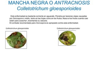 MANCHA NEGRA O ANTRACNOSIS
     Colletotrichum gloesporioides
     Esta enfermedad es bastante corriente en aguacate. Penetra por lesiones viejas causadas
    por Cercospora o mildiu, tanto en las hojas como en los frutos. Ataca a los frutos cuando casi
    están para cosechar ,reventando su cáscara.
    El combate recomendado para Cercospora es apropiado contra esta enfermedad.

Colletotrichum gloesporioides                               Colletotrichum gloesporioides
 