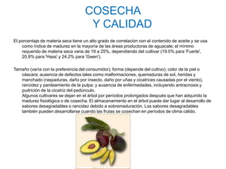 COSECHA
                                     Y CALIDAD
El porcentaje de materia seca tiene un alto grado de correlación con el contenido de aceite y se usa
    como índice de madurez en la mayoría de las áreas productoras de aguacate; el mínimo
    requerido de materia seca varia de 19 a 25%, dependiendo del cultivar (19.0% para 'Fuerte',
    20.8% para 'Hass' y 24.2% para 'Gwen').

Tamaño (varía con la preferencia del consumidor); forma (depende del cultivo); color de la piel o
   cáscara; ausencia de defectos tales como malformaciones, quemaduras de sol, heridas y
   manchado (raspaduras, daño por insecto, daño por uñas y cicatrices causadas por el viento),
   rancidez y pardeamiento de la pulpa; y ausencia de enfermedades, incluyendo antracnosis y
   pudrición de la cicatriz del pedúnculo.
   Algunos cultivares se dejan en el árbol por períodos prolongados después que han adquirido la
   madurez fisiológica o de cosecha. El almacenamiento en el árbol puede dar lugar al desarrollo de
   sabores desagradables o rancidez debido a sobremaduración. Los sabores desagradables
   también pueden desarrollarse cuando las frutas se cosechan en períodos de clima cálido.
 