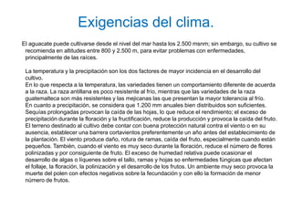 Exigencias del clima.
El aguacate puede cultivarse desde el nivel del mar hasta los 2.500 msnm; sin embargo, su cultivo se
 recomienda en altitudes entre 800 y 2.500 m, para evitar problemas con enfermedades,
 principalmente de las raíces.

 La temperatura y la precipitación son los dos factores de mayor incidencia en el desarrollo del
 cultivo.
 En lo que respecta a la temperatura, las variedades tienen un comportamiento diferente de acuerda
 a la raza. La raza antillana es poco resistente al frío, mientras que las variedades de la raza
 guatemalteca son más resistentes y las mejicanas las que presentan la mayor tolerancia al frío.
 En cuanto a precipitación, se considera que 1.200 mm anuales bien distribuidos son suficientes.
 Sequías prolongadas provocan la caída de las hojas, lo que reduce el rendimiento; el exceso de
 precipitación durante la floración y la fructificación, reduce la producción y provoca la caída del fruto.
 El terreno destinado al cultivo debe contar con buena protección natural contra el viento o en su
 ausencia, establecer una barrera cortavientos preferentemente un año antes del establecimiento de
 la plantación. El viento produce daño, rotura de ramas, caída del fruto, especialmente cuando están
 pequeños. También, cuando el viento es muy seco durante la floración, reduce el número de flores
 polinizadas y por consiguiente de fruto. El exceso de humedad relativa puede ocasionar el
 desarrollo de algas o líquenes sobre el tallo, ramas y hojas so enfermedades fúngicas que afectan
 el follaje, la floración, la polinización y el desarrollo de los frutos. Un ambiente muy seco provoca la
 muerte del polen con efectos negativos sobre la fecundación y con ello la formación de menor
 número de frutos.
 