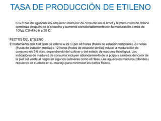 TASA DE PRODUCCIÓN DE ETILENO
    Los frutos de aguacate no adquieren madurez de consumo en el árbol y la producción de etileno
    comienza después de la cosecha y aumenta considerablemente con la maduración a más de
    100µL C2H4/kg·h a 20 C.

FECTOS DEL ETILENO
El tratamiento con 100 ppm de etileno a 20 C por 48 horas (frutas de estación temprana), 24 horas
     (frutas de estación media) o 12 horas (frutas de estación tardía) induce la maduración de
     consumo en 3-6 días, dependiendo del cultivar y del estado de madurez fisiológica. Los
     indicadores de madurez de consumo incluyen ablandamiento de la pulpa y cambios del color de
     la piel del verde al negro en algunos cultivares como el Hass. Los aguacates maduros (blandos)
     requieren de cuidado en su manejo para minimizar los daños físicos.
 