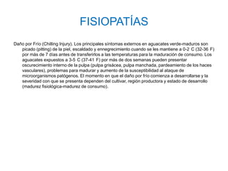 FISIOPATÍAS
Daño por Frío (Chilling Injury). Los principales síntomas externos en aguacates verde-maduros son
   picado (pitting) de la piel, escaldado y ennegrecimiento cuando se les mantiene a 0-2 C (32-36 F)
   por más de 7 días antes de transferirlos a las temperaturas para la maduración de consumo. Los
   aguacates expuestos a 3-5 C (37-41 F) por más de dos semanas pueden presentar
   oscurecimiento interno de la pulpa (pulpa grisácea, pulpa manchada, pardeamiento de los haces
   vasculares), problemas para madurar y aumento de la susceptibilidad al ataque de
   microorganismos patógenos. El momento en que el daño por frío comienza a desarrollarse y la
   severidad con que se presenta dependen del cultivar, región productora y estado de desarrollo
   (madurez fisiológica-madurez de consumo).
 
