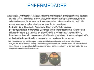ENFERMEDADES

Antracnosis (Anthracnose). Es causada por Colletotrichum gloeosporioides y aparece,
 cuando la fruta comienza a suavizarse, como manchas negras circulares, que se
 cubren de masas de esporas rosáceas en estadios más avanzados. La pudrición
 puede penetrar la pulpa e inducir pardeamiento y rancidez.
 Pudrición de la Cicatriz del Pedúnculo (Stem-end Rot). Es causada
 por Botryodiplodia theobromae y aparece como un pardeamiento oscuro o una
 coloración negra que se inicia en el pedúnculo y avanza hacia la punta floral,
 finalmente cubre la fruta completa. Dothiorella gregaria es otra causa de pudrición
 de la cicatriz del pedúnculo en aguacates con madurez de consumo.
 Los métodos de control incluyen buena sanidad de la huerta, aplicación efectiva de
  fungicidas postcosecha, manejo cuidadoso para minimizar los daños físicos, enfriamiento
  inmediato a la temperatura óptima recomendada para el cultivar y la conservación de esta
  temperatura durante el mercadeo.
 