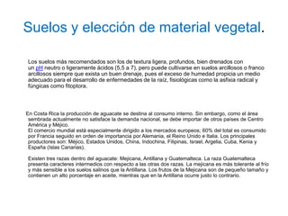 Suelos y elección de material vegetal.

Los suelos más recomendados son los de textura ligera, profundos, bien drenados con
un pH neutro o ligeramente ácidos (5,5 a 7), pero puede cultivarse en suelos arcillosos o franco
arcillosos siempre que exista un buen drenaje, pues el exceso de humedad propicia un medio
adecuado para el desarrollo de enfermedades de la raíz, fisiológicas como la asfixia radical y
fúngicas como fitoptora.



En Costa Rica la producción de aguacate se destina al consumo interno. Sin embargo, como el área
 sembrada actualmente no satisface la demanda nacional, se debe importar de otros países de Centro
 América y Méjico.
 El comercio mundial está especialmente dirigido a los mercados europeos; 60% del total es consumido
 por Francia seguido en orden de importancia por Alemania, el Reino Unido e Italia. Los principales
 productores son: Méjico, Estados Unidos, China, Indochina, Filipinas, Israel, Argelia, Cuba, Kenia y
 España (Islas Canarias).

Existen tres razas dentro del aguacate: Mejicana, Antillana y Guatemalteca. La raza Guatemalteca
presenta caracteres intermedios con respecto a las otras dos razas. La mejicana es más tolerante al frío
y más sensible a los suelos salinos que la Antillana. Los frutos de la Mejicana son de pequeño tamaño y
contienen un alto porcentaje en aceite, mientras que en la Antillana ocurre justo lo contrario.
 
