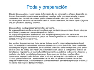 Poda y preparación
El árbol de aguacate no requiere poda de formación. En los primeros tres años de desarrollo, los
árboles de aguacate requieren poca atención en cuando a poda, pero luego se debe procurar
mantenerlo bien formado, de manera que las labores culturales y la cosecha se faciliten.
Se deben podar las ramas de crecimiento vertical con altura excesiva, las ramas bajas o pegadas
al suelo y los tallos débiles y enfermos.

El aguacate se puede propagar por semilla o por injerto.
La propagación por semilla no es recomendable para plantaciones comerciales debido a la gran
variabilidad que ocurre en producción y calidad de fruto.
La propagación por injerto es el método más apropiado para reproducir las variedades
seleccionadas para cultivo comercial, ya que los árboles injertados son uniformes en cuanto a la
calidad, forma y tamaño de la fruta.

Las semillas deben provenir de frutas sanas, de buen tamaño, cosechadas directamente del
árbol. Su viabilidad dura hasta tres semanas después de extraída de la fruta. Es recomendable
cortar la parte angosta de la semilla, en un tramo de una cuarta parte del largo total, para ayudar
así a la salida del brote y para hacer una primera selección, ya que el corte permite eliminar las
semillas que no presenten el color natural blanco amarillento, debido a podredumbre, lesiones o
cualquier otro daño. Inmediatamente después de cortadas, se siembran en el semillero
previamente preparado colocándolas sobre el extremo ancho y plano de modo que la parte
cortada quede hacia arriba. Las semillas empiezan a brotar aproximadamente treinta días
después de sembradas. Generalmente las plantas están listas para ser trasplantadas al vivero, a
los treinta días después de la germinación.
 