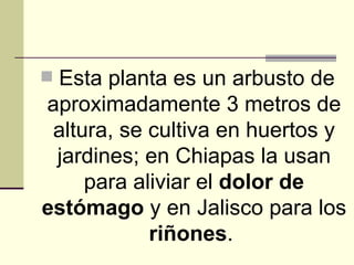 <ul><li>Esta planta es un arbusto de aproximadamente 3 metros de altura, se cultiva en huertos y jardines; en Chiapas la u...