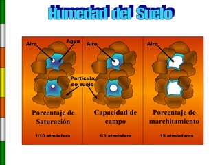 Humedad  del  Suelo Porcentaje de Saturación 1/10 atmósfera Aire Partícula de suelo Agua Porcentaje de marchitamiento 15 atmósferas Aire Capacidad de campo 1/3 atmósfera Aire 