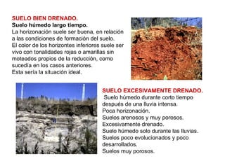 SUELO BIEN DRENADO. Suelo húmedo largo tiempo. La horizonación suele ser buena, en relación a las condiciones de formación del suelo. El color de los horizontes inferiores suele ser vivo con tonalidades rojas o amarillas sin moteados propios de la reducción, como sucedía en los casos anteriores. Esta sería la situación ideal. SUELO EXCESIVAMENTE DRENADO. Suelo húmedo durante corto tiempo después de una lluvia intensa. Poca horizonación. Suelos arenosos y muy porosos. Excesivamente drenado. Suelo húmedo solo durante las lluvias. Suelos poco evolucionados y poco desarrollados. Suelos muy porosos. 