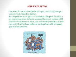 AIRE EN EL SUELO
Los poros del suelo no ocupados por agua contienen gases que
constituyen la atmósfera edáfica.
Su composición no es igual a la atmósfera libre pues las raíces y
los microorganismos del suelo sustraen Oxigeno y expelen CO2
(dióxido de carbono), es decir, que esta atmósfera edáfica es más
rica en CO2 (dióxido de carbono) y más pobre en 02 (oxígeno)
que la atmósfera libre.
 