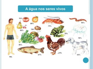 A água nos seres vivos
70%
 