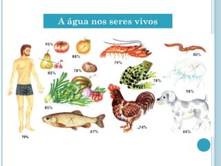 A água nos seres vivos
70%
 