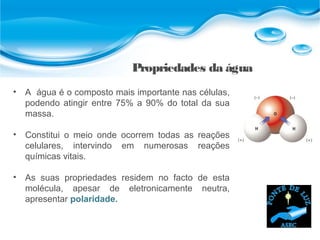 Propriedades da água
• A água é o composto mais importante nas células,
podendo atingir entre 75% a 90% do total da sua
massa.
• Constitui o meio onde ocorrem todas as reações
celulares, intervindo em numerosas reações
químicas vitais.
• As suas propriedades residem no facto de esta
molécula, apesar de eletronicamente neutra,
apresentar polaridade.
 