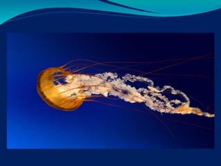 Agua gonzalo morales