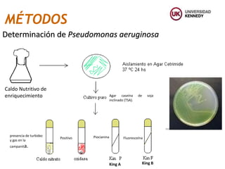 MÉTODOS
Determinación de Pseudomonas aeruginosa
Caldo Nutritivo de
enriquecimiento Agar caseína de soja
inclinado (TSA).
presencia de turbidez
y gas en la
campanita.
Positivo Piocianina Fluoresceína
King A King B
 