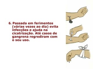 6.   Passada em ferimentos (várias vezes ao dia) evita infecções e ajuda na cicatrização. Até casos de gangrena regrediram com o seu uso.    