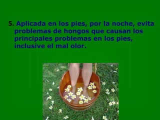 5.   Aplicada en los pies, por la noche, evita problemas de hongos que causan los principales problemas en los pies, inclusive el mal olor. 