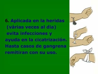 6.   Aplicada en la heridas (várias veces al dia)  evita infecciones y  ayuda en la cicatrización. Hasta casos de gangrena remitiran con su uso. 