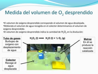 Medida del volumen de O2 desprendido
•El volumen de oxígeno desprendido corresponde al volumen de agua desalojada.
•Midiendo el volumen de agua recogida en el colector determinamos el volumen de
oxígeno desprendido.
•El volumen de oxígeno desprendido indica la cantidad de H2O2 en la disolución:
H2O2 (l) H2O (l) + ½ O2 (g) Matraz
En él se
produce la
reacción
catalizada
Tubo de gases
Burbujeo de
oxígeno con
desplazamiento
de agua
Colector
Recoge el
agua
desplazada
 