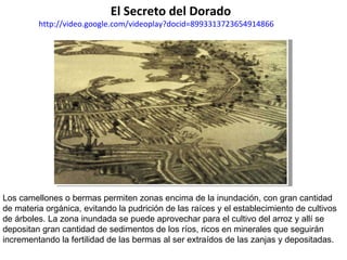 Los camellones o bermas permiten zonas encima de la inundación, con gran cantidad de materia orgánica, evitando la pudrición de las raíces y el establecimiento de cultivos de árboles. La zona inundada se puede aprovechar para el cultivo del arroz y allí se depositan gran cantidad de sedimentos de los ríos, ricos en minerales que seguirán incrementando la fertilidad de las bermas al ser extraídos de las zanjas y depositadas. El Secreto del Dorado  http://video.google.com/videoplay?docid=8993313723654914866 