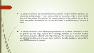  Las composiciones de las soluciones intracelulares son bastante distintas de las de las
soluciones extracelulares, y unos compuestos se concentran más y otros menos
dentro de las células. En general, las concentraciones de los solutos dentro de la
célula son mucho mayores que sus concentraciones en el ambiente acuoso fuera de la
célula.
 Las células recurren a varias estrategias para evitar que la presión osmótica se vuelva
tan grande que las haga explotar. Una estrategia consiste en condensar muchas
moléculas individuales y formar una macromolécula. Por ejemplo, las células animales
que almacenan glucosa la empacan como polímero, llamado glucógeno, que contiene
unos 50000 residuos de glucosa.
 