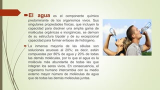 El agua es el componente químico
predominante de los organismos vivos. Sus
singulares propiedades físicas, que incluyen la
capacidad para disolver una amplia gama de
moléculas orgánicas e inorgánicas, se derivan
de su estructura bipolar y de su excepcional
capacidad para formar enlaces de hidrógeno.
 La inmensa mayoría de las células son
soluciones acuosas al 20%; es decir, están
compuestas por 80% de agua y 20% de todas
las demás moléculas, por lo que el agua es la
molécula más abundante de todas las que
integran los seres vivos. En consecuencia, el
organismo humano intercambia con su medio
externo mayor número de moléculas de agua
que de todas las demás moléculas juntas.
 