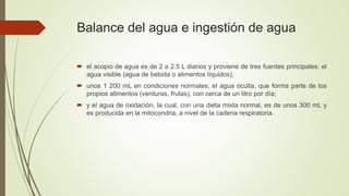 Balance del agua e ingestión de agua
 el acopio de agua es de 2 a 2.5 L diarios y proviene de tres fuentes principales: el
agua visible (agua de bebida o alimentos líquidos),
 unos 1 200 mL en condiciones normales; el agua oculta, que forma parte de los
propios alimentos (verduras, frutas), con cerca de un litro por día;
 y el agua de oxidación, la cual, con una dieta mixta normal, es de unos 300 mL y
es producida en la mitocondria, a nivel de la cadena respiratoria.
 