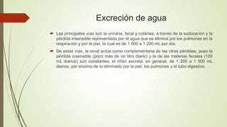 Excreción de agua
 Las principales vías son la urinaria, fecal y cutánea, a través de la sudoración y la
pérdida insensible representada por el agua que se elimina por los pulmones en la
respiración y por la piel, la cual es de 1 000 a 1 200 mL por día.
 De estas vías, la renal actúa como complementaria de las otras pérdidas, pues la
pérdida insensible (poco más de un litro diario) y la de las materias fecales (100
mL diarios) son constantes; el riñón excreta, en general, de 1 200 a 1 500 mL
diarios, por encima de lo eliminado por la piel, los pulmones y el tubo digestivo.
 