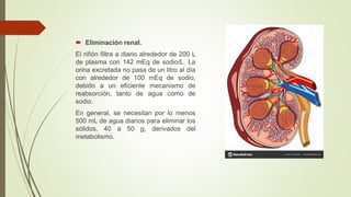  Eliminación renal.
El riñón filtra a diario alrededor de 200 L
de plasma con 142 mEq de sodio/L. La
orina excretada no pasa de un litro al día
con alrededor de 100 mEq de sodio,
debido a un eficiente mecanismo de
reabsorción, tanto de agua como de
sodio.
En general, se necesitan por lo menos
500 mL de agua diarios para eliminar los
sólidos, 40 a 50 g, derivados del
metabolismo.
 