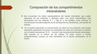 Composición de los compartimientos
intracelulares
 4se encuentran los datos representativos del líquido intracelular que suelen
obtenerse de los músculos o glóbulos rojos. Los iones intracelulares más
abundantes son los cationes K + y Mg 2+ y los fosfatos como aniones; la
concentración de éstos depende de la actividad de las membranas y del aporte de
energía.
 En el líquido intracelular, la concentración de calcio es muy pequeña, pero posee
importante significado funcional; las cantidades de sodio son menores en relación
con el líquido extracelular. El Cl - , el anión más importante del líquido extracelular,
está ausente en el interior de las células. El anión común a ambos
compartimientos, aunque es más abundante en el líquido extracelular, es el
HCO3.
 