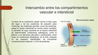 Intercambio entre los compartimientos
vascular e intersticial
A través de la membrana capilar ocurre el libre paso
del agua y de las sustancias de pequeño peso
molecular; las moléculas grandes, como las proteínas,
pasan al líquido intersticial en mucho menor cantidad;
la cantidad de agua aumenta en el líquido intersticial
en determinadas condiciones patológicas, como el
edema y los derrames pleurales o peritoneales, entre
otras; en condiciones fisiológicas, en la linfa, presente
en los espacios intersticiales, se encuentran
concentraciones hasta de 1 a 3% de proteínas.
 