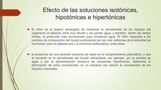 Efecto de las soluciones isotónicas,
hipotónicas e hipertónicas
 El riñón es el órgano encargado de mantener la osmolaridad de los líquidos del
organismo al elaborar orina muy diluida y así perder agua, y también, dentro de ciertos
límites, al producirla más concentrada para conservar agua. El riñón responde a los
cambios de composición del líquido extracelular por las vías indirectas de la actividad de
hormonas como la aldosterona y la hormona antidiurética, entre otras.
 la presencia de una cantidad excesiva de sales en el compartimiento plasmático, o sea
el aumento en la osmolaridad del líquido extracelular, por ejemplo, por la pérdida de
agua o por la administración excesiva de soluciones hipertónicas, determina la
eliminación de orina concentrada, en un esfuerzo por reducir la osmolaridad de los
líquidos corporales.
 