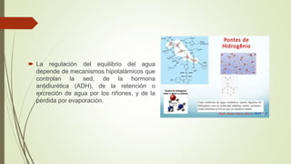  La regulación del equilibrio del agua
depende de mecanismos hipotalámicos que
controlan la sed, de la hormona
antidiurética (ADH), de la retención o
excreción de agua por los riñones, y de la
pérdida por evaporación.
 