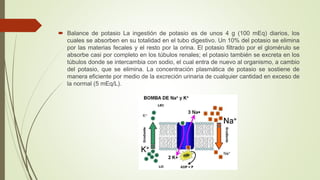  Balance de potasio La ingestión de potasio es de unos 4 g (100 mEq) diarios, los
cuales se absorben en su totalidad en el tubo digestivo. Un 10% del potasio se elimina
por las materias fecales y el resto por la orina. El potasio filtrado por el glomérulo se
absorbe casi por completo en los túbulos renales; el potasio también se excreta en los
túbulos donde se intercambia con sodio, el cual entra de nuevo al organismo, a cambio
del potasio, que se elimina. La concentración plasmática de potasio se sostiene de
manera eficiente por medio de la excreción urinaria de cualquier cantidad en exceso de
la normal (5 mEq/L).
 