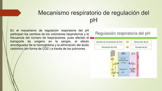 Mecanismo respiratorio de regulación del
pH
En el mecanismo de regulación respiratoria del pH
participan los cambios de los volúmenes respiratorios y la
frecuencia del número de respiraciones, pues afectan el
transporte de oxígeno en la sangre, el efecto
amortiguador de la hemoglobina y la eliminación del ácido
carbónico (en forma de CO2 ) a través de los pulmones.
 