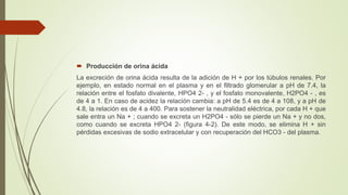  Producción de orina ácida
La excreción de orina ácida resulta de la adición de H + por los túbulos renales. Por
ejemplo, en estado normal en el plasma y en el filtrado glomerular a pH de 7.4, la
relación entre el fosfato divalente, HPO4 2- , y el fosfato monovalente, H2PO4 - , es
de 4 a 1. En caso de acidez la relación cambia: a pH de 5.4 es de 4 a 108, y a pH de
4.8, la relación es de 4 a 400. Para sostener la neutralidad eléctrica, por cada H + que
sale entra un Na + ; cuando se excreta un H2PO4 - sólo se pierde un Na + y no dos,
como cuando se excreta HPO4 2- (figura 4-2). De este modo, se elimina H + sin
pérdidas excesivas de sodio extracelular y con recuperación del HCO3 - del plasma.
 