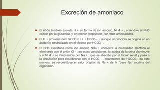 Excreción de amoniaco
 El riñón también excreta H + en forma de ion amonio, NH4 + , uniéndolo al NH3
cedido por la glutamina y, en menor proporción, por otros aminoácidos.
 El H + proviene del H2CO3 (H + + HCO3 - ), aunque al principio se originó en un
ácido fijo neutralizado en el plasma por HCO3 - .
 El NH3 excretado como ion amonio NH4 + conserva la neutralidad eléctrica al
eliminarse con el anión Cl - ; en estas condiciones, la acidez de la orina disminuye
y el NH4 + se intercambia por Na + , que se absorbe por el túbulo renal y pasa a
la circulación para equilibrarse con el HCO3 - , proveniente del H2CO3 ; de esta
manera, se reconstituye el valor original de Na + de la “base fija” alcalina del
organismo
 