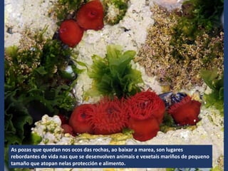 As pozas que quedan nos ocos das rochas, ao baixar a marea, son lugares
rebordantes de vida nas que se desenvolven animais e vexetais mariños de pequeno
tamaño que atopan nelas protección e alimento.
 