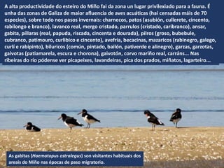 A alta productividade do esteiro do Miño fai da zona un lugar privilexiado para a fauna. É
unha das zonas de Galiza de maior afluencia de aves acuáticas (hai censadas máis de 70
especies), sobre todo nos pasos invernais: charnecos, patos (asubión, cullerete, cincento,
rabilongo e branco), lavanco real, mergo cristado, parrulos (cristado, caribranco), ansar,
gabita, píllaras (real, papuda, riscada, cincenta e dourada), pilros (groso, bubebule,
cubranco, patimouro, curlibico e cincento), avefría, becacinas, mazaricos (rabinegro, galego,
curlí e rabipinto), biluricos (común, pintado, bailón, pativerde e alinegro), garzas, garzotas,
gaivotas (patiamarela, escura e chorona), gaivotón, corvo mariño real, carráns... Nas
ribeiras do río pódense ver picapeixes, lavandeiras, pica dos prados, miñatos, lagarteiro...
As gabitas (Haematopus ostralegus) son visitantes habituais dos
areais do Miño nas épocas de paso migratorio.
 