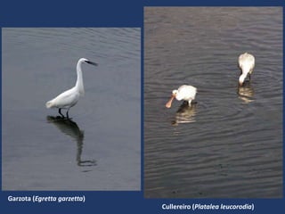 Cullereiro (Platalea leucorodia)
Garzota (Egretta garzetta)
 