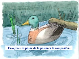 Envejecer es pasar de la pasión a la compasión. 
www.vitanoblepowerpoints.net 
 