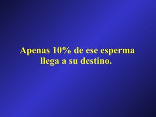 Apenas 10% de ese esperma llega a su destino. 