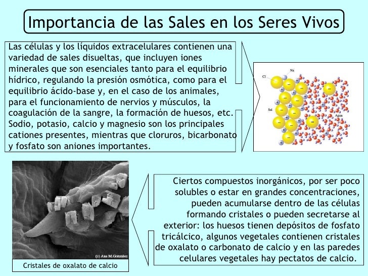 La Importancia De Las Sales En El Mundo Actual