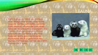 9

FAUNA
• Rata canguro, ratón de campo,
murciélago trompudo, mapache,
coyote, zorrillo, armadillo, venado
cola blanca, víbora de cascabel,
rana de Moctezuma, escorpión, tiro
chato y tortuga casquito. En los
bosques de coníferas y encinos
habitan: zorro gris, cocomixtle,
musaraña, lince o gato montes,
puma, comadreja, pecari de collar,
tlacuache y tuza.

Laura Guadalupe Castillo Ramírez

21/11/2013

 