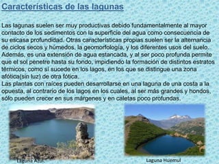 Características de las lagunas
Las lagunas suelen ser muy productivas debido fundamentalmente al mayor
contacto de los sedimentos con la superficie del agua como consecuencia de
su escasa profundidad. Otras características propias suelen ser la alternancia
de ciclos secos y húmedos, la geomorfología, y los diferentes usos del suelo.
Además, es una extensión de agua estancada, y al ser poco profunda permite
que el sol penetre hasta su fondo, impidiendo la formación de distintos estratos
térmicos, como sí sucede en los lagos, en los que se distingue una zona
afótica(sin luz) de otra fótica.
Las plantas con raíces pueden desarrollarse en una laguna de una costa a la
opuesta, al contrario de los lagos en los cuales, al ser más grandes y hondos,
sólo pueden crecer en sus márgenes y en caletas poco profundas.
Laguna HuemulLaguna Azul.
 