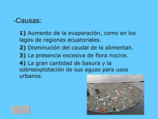 -Causas: 1)  Aumento de la evaporación, como en los lagos de regiones ecuatoriales. 2)  Disminución del caudal de lo alimentan. 3)  La presencia excesiva de flora nociva. 4)  La gran cantidad de basura y la sobreexplotación de sus aguas para usos urbanos. 