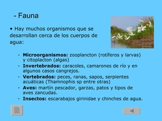 - Fauna •   Hay muchos organismos que se  desarrollan cerca de los cuerpos de  agua: Microorganismos:  zooplancton (rotíferos y larvas) y citoplacton (algas) Invertebrados:  caracoles, camarones de río y en algunos casos cangrejos. Vertebrados:  peces, ranas, sapos, serpientes acuáticas (Thamnophis sp entre otras) Aves:  martín pescador, garzas, patos y tipos de aves zancudas. Insectos:  escarabajos girinidae y chinches de agua. 