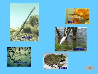 anguila zooplacton rana garza pez 