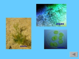 algas nitella volvox 