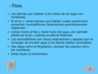 - Flora Las plantas que habitan a las orillas de los lagos son herbáceas. El arroz y varias plantas que habitan suelos pantanosos presentan neumatófonos (extensiones geotroficamente negativas) Crecen hacia arriba y hacia fuera del agua, por ejemplo planta de arroz y plantas acuáticas flotantes. Los neumatófonos son raíces respiratorias y epígeas que se encargan de proveer agua a los demás tejidos sumergidos. Hay algas como el fitoplacton; aunque hay plantas como los nenúfares. Estas hacen la fotosíntesis. 